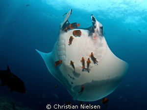 Second image of manta cleaning. Quite different photo tho... by Christian Nielsen 